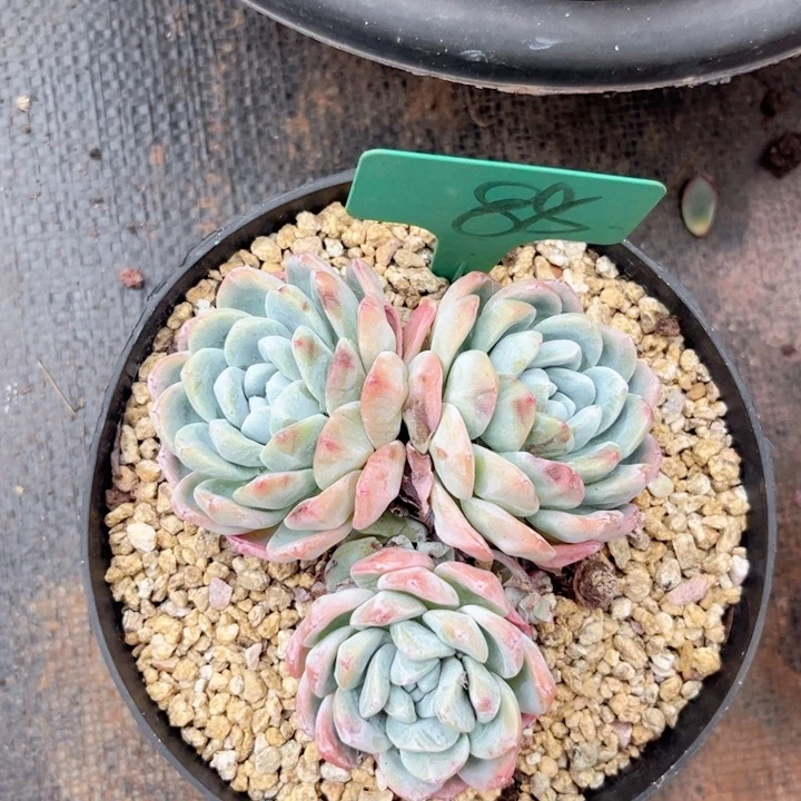 晨语多肉一物一拍88冰玉