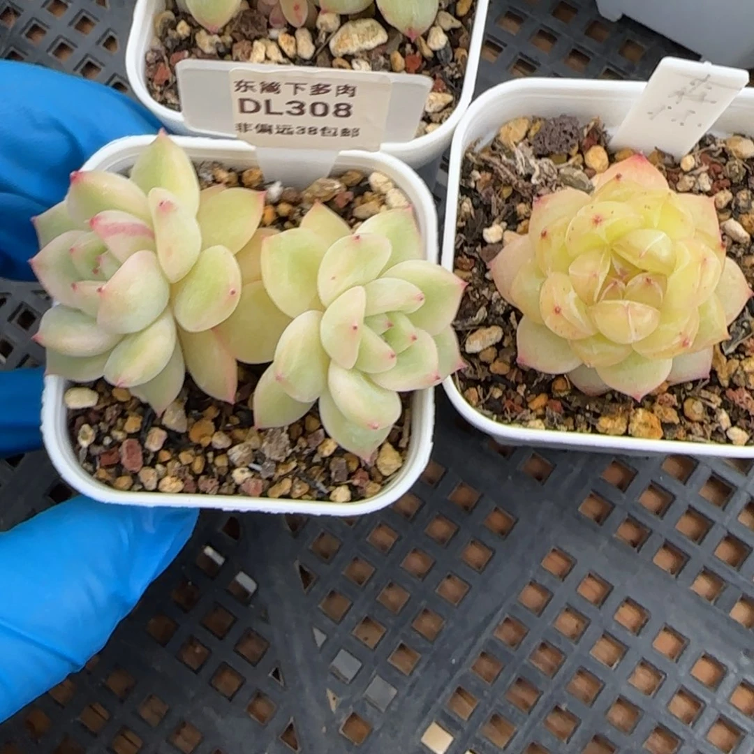 308东篱下多肉植物盆栽