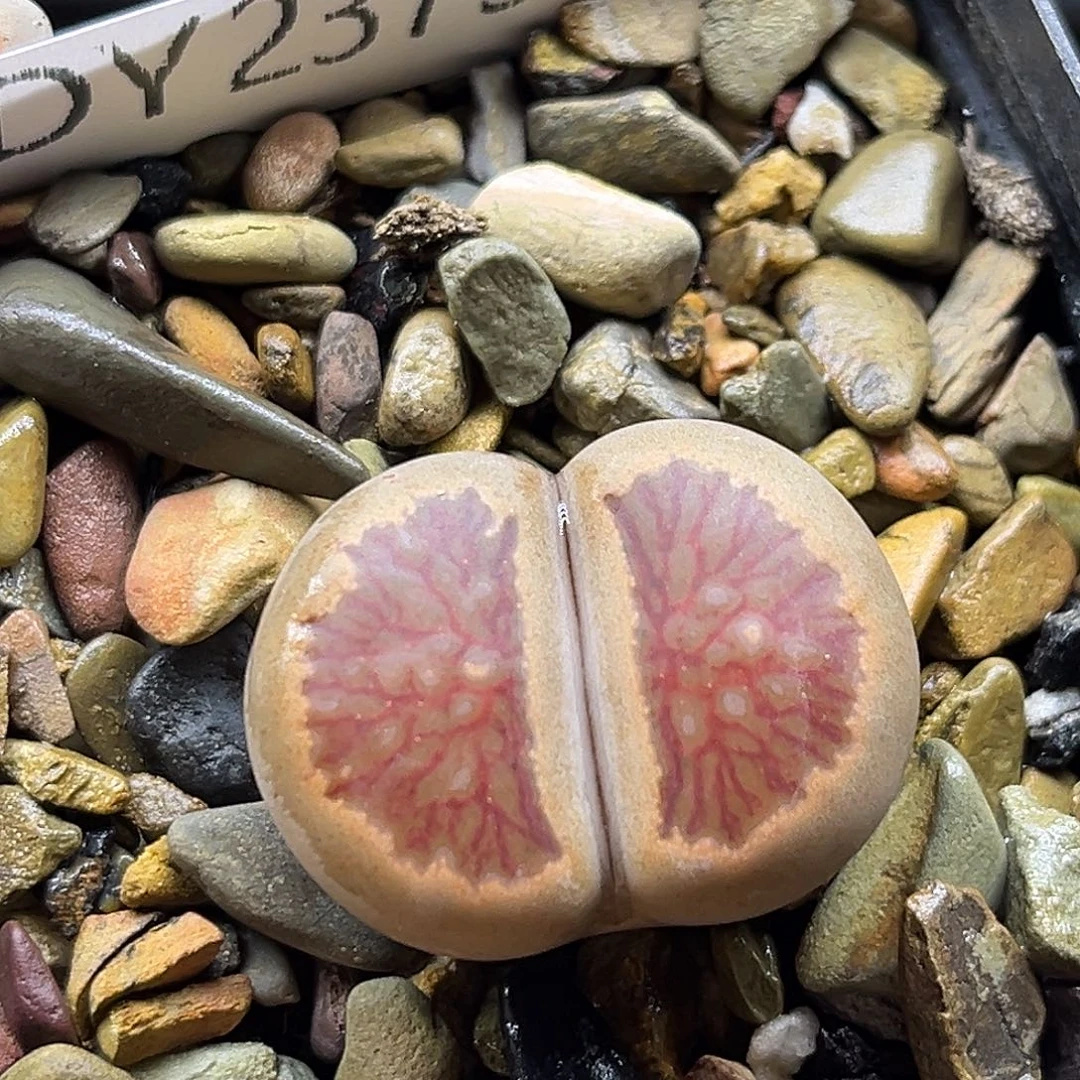 一物一拍红窗菊2375