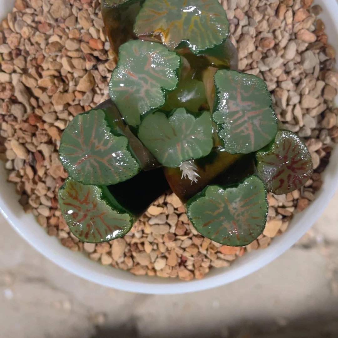 一****呵红纹大镜万象。