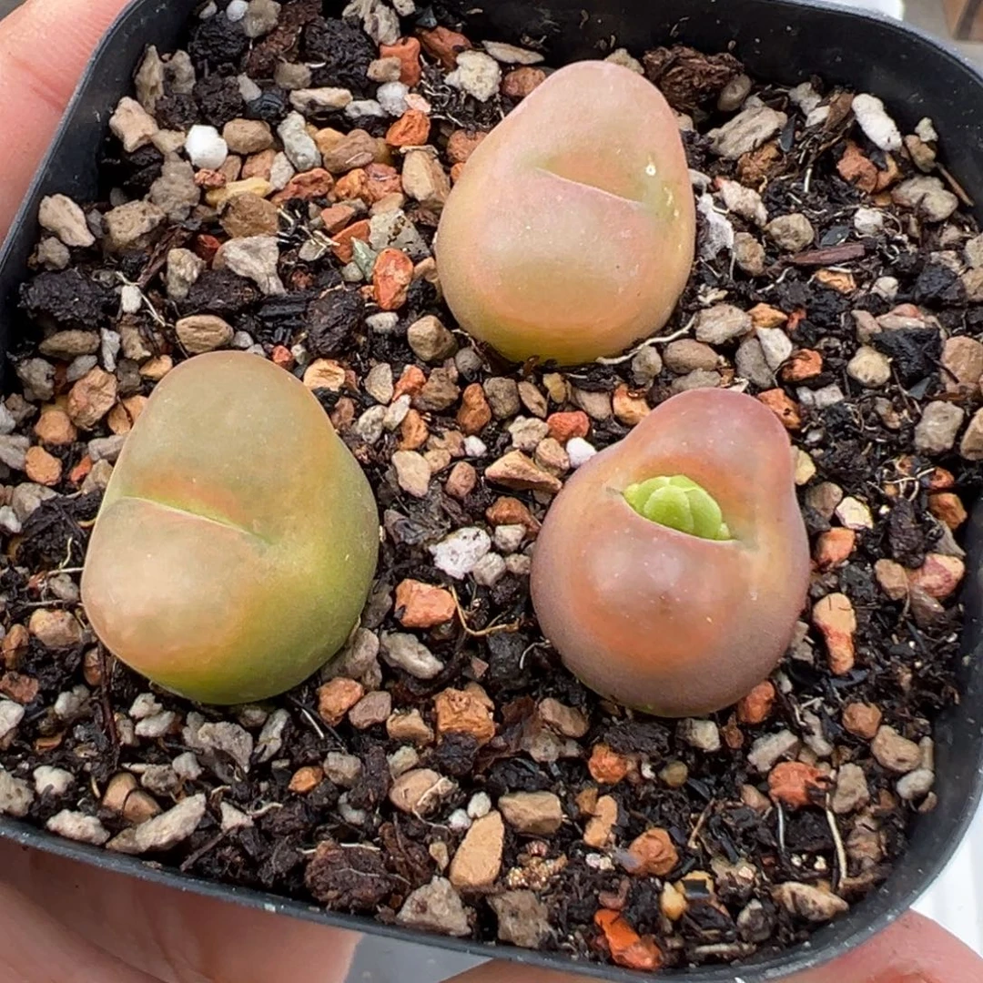 10.7好看的多肉脱土发货357