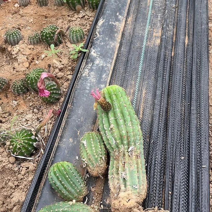 Ts128侧呀加上贝斯侧呀