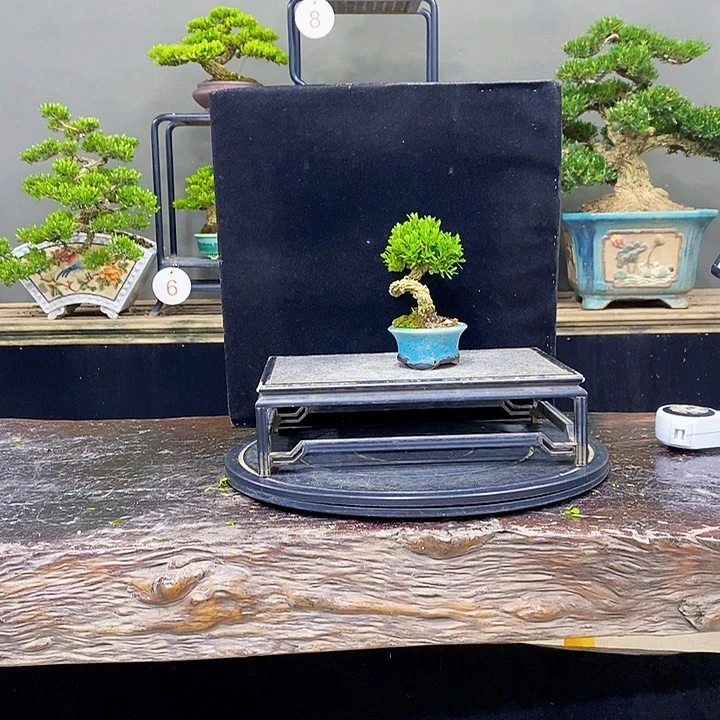 无花朵黄杨盆景四季常青