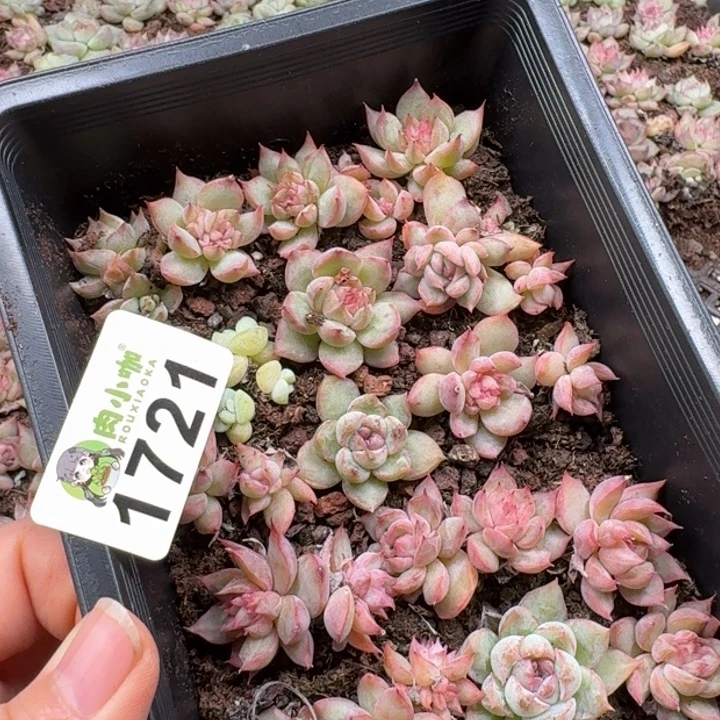 浅***浅多肉植物多肉植物