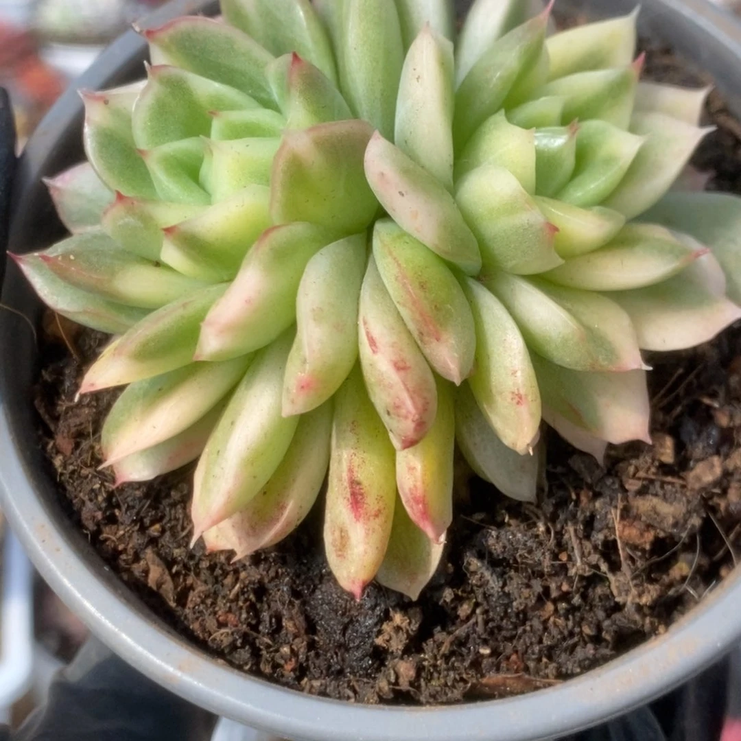 198东云杂锦锦锦锦锦锦锦