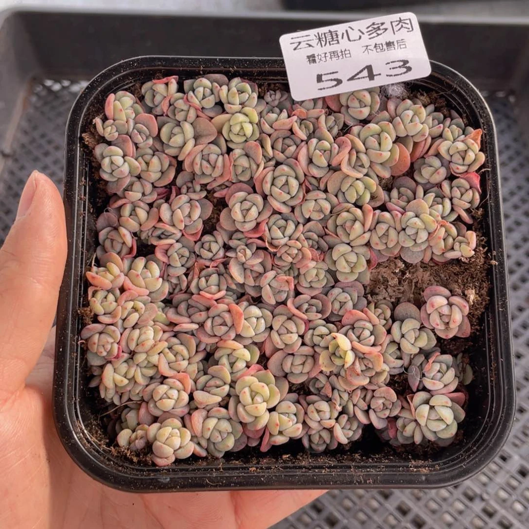 云糖心多肉植物543