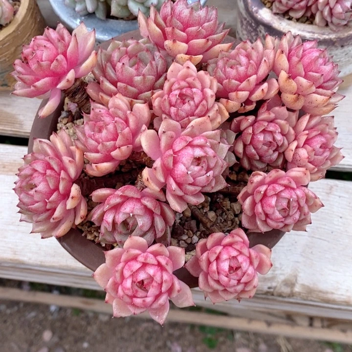 苯巴蒂斯 韩货精品