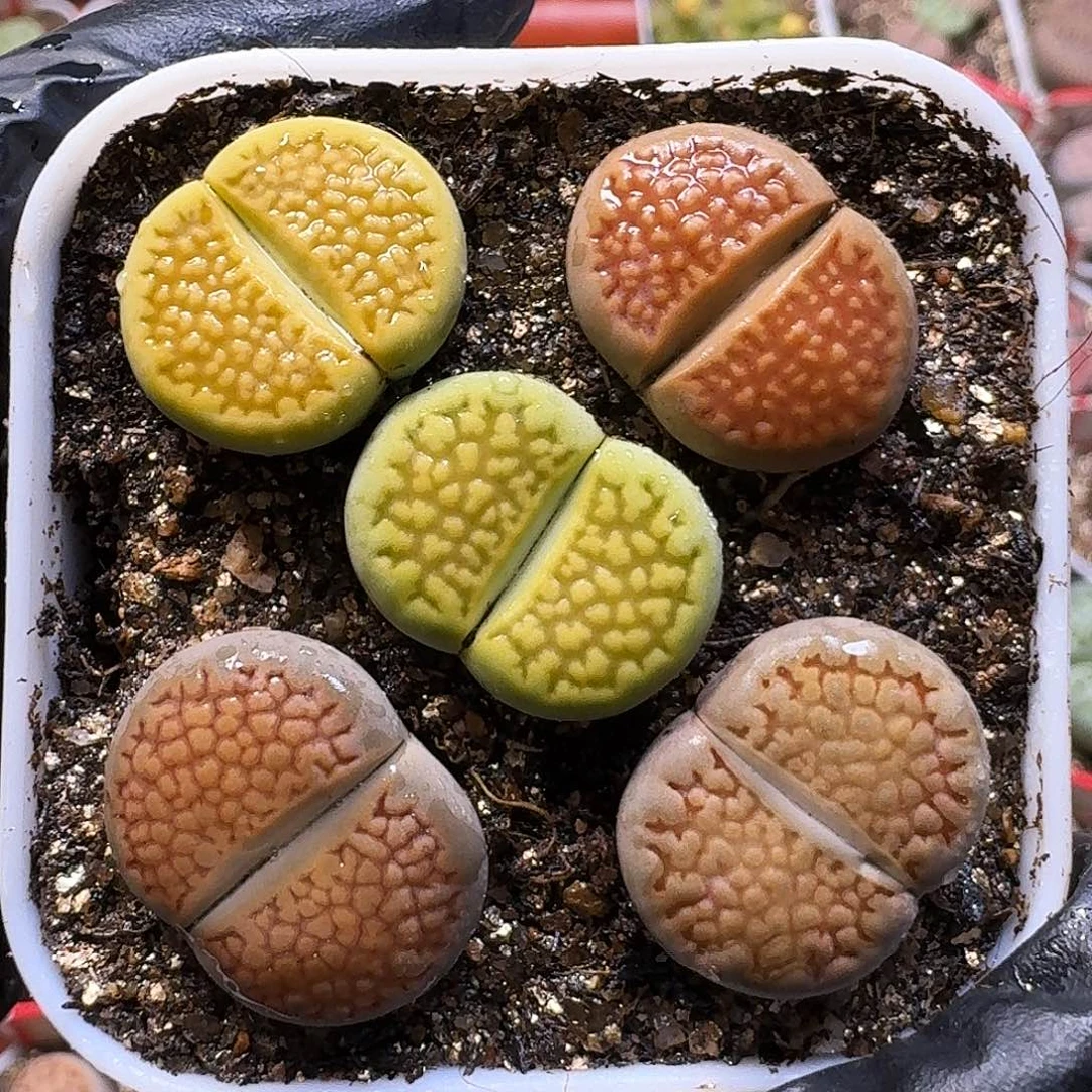 f****生石花111111。  123
