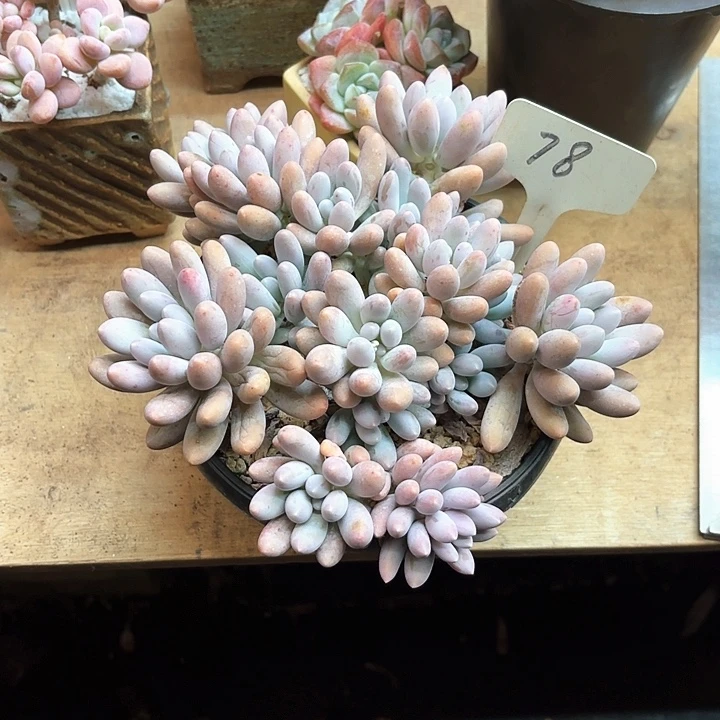 多肉植物，汤圆78号