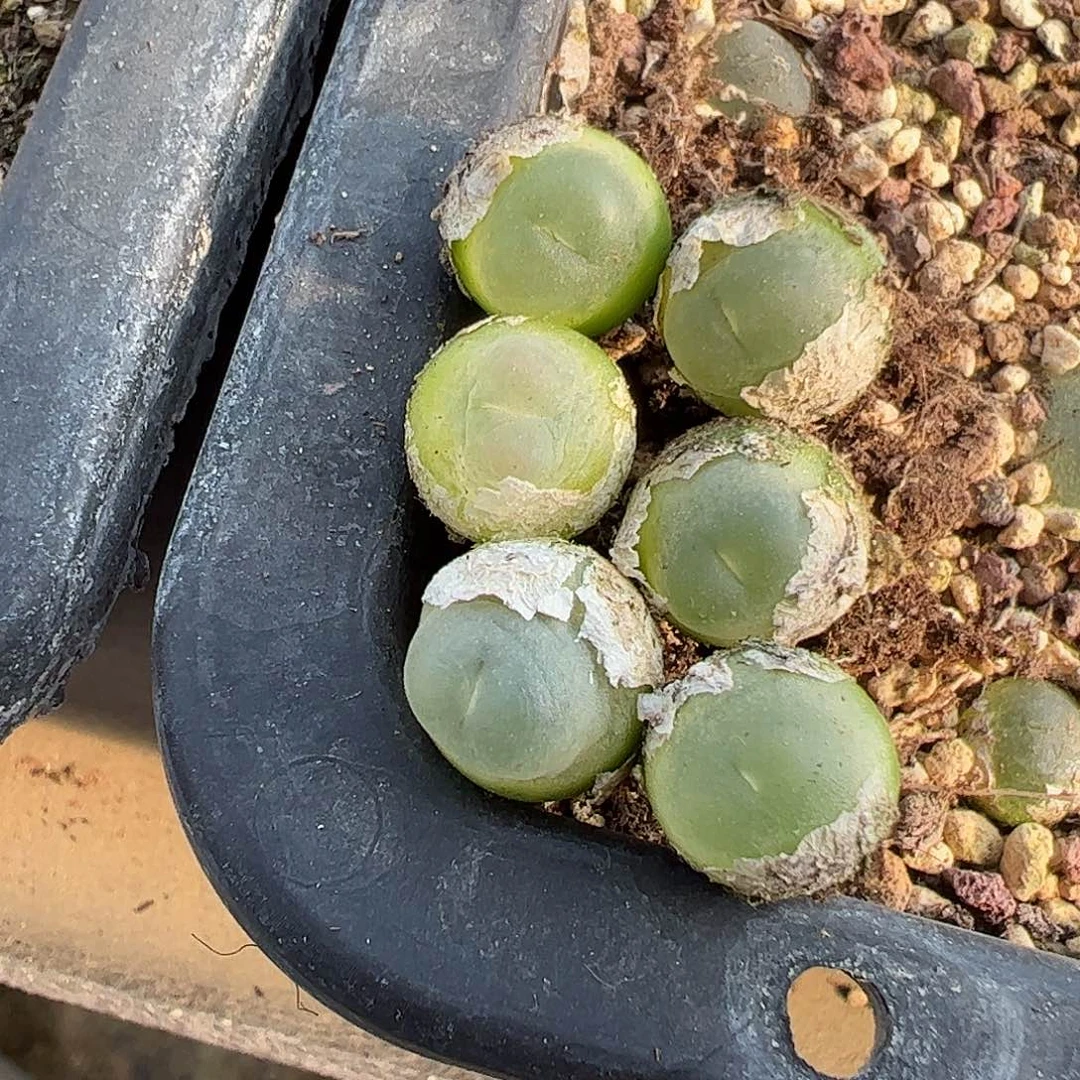 量拍以下3颗拉登。  111