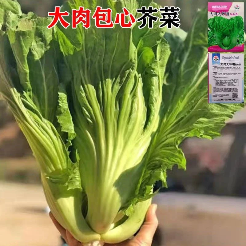 大肉包心芥菜种子大宽叶贵州青菜芥菜种籽庭院田园四季种子大全