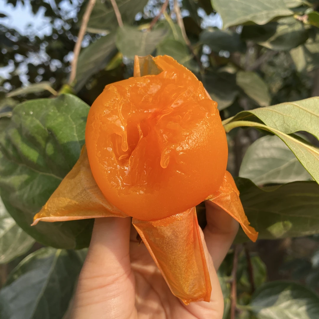 【放软食用】陕西富平大尖柿软柿子软糯香甜爆浆流心12/16枚装