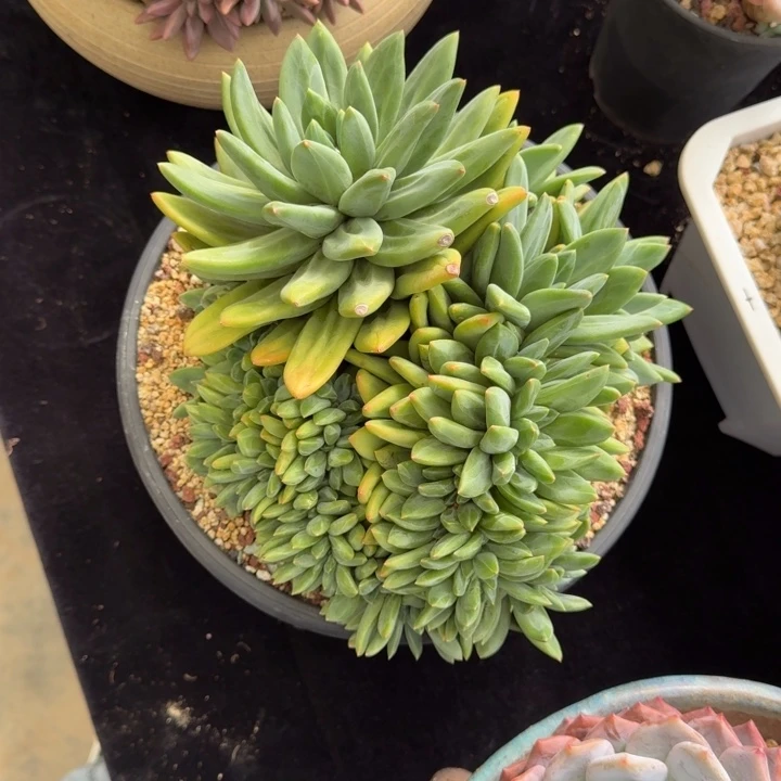 香***兰22厘米左右一物一拍的