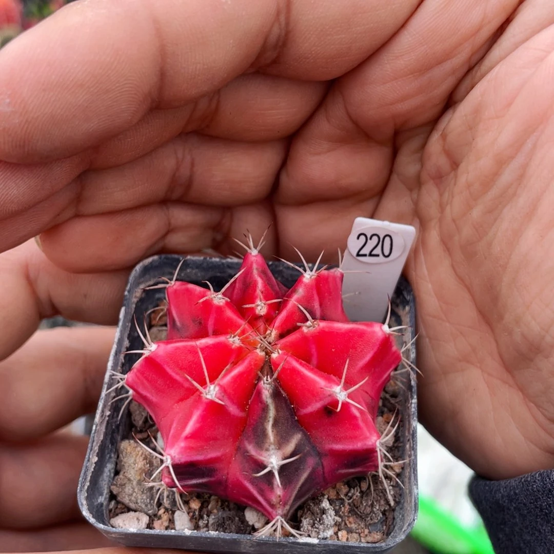 仙人球满28包邮盆5公分米哈锦