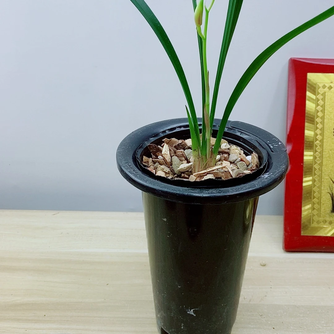 当前无花栽培后可以开花半
