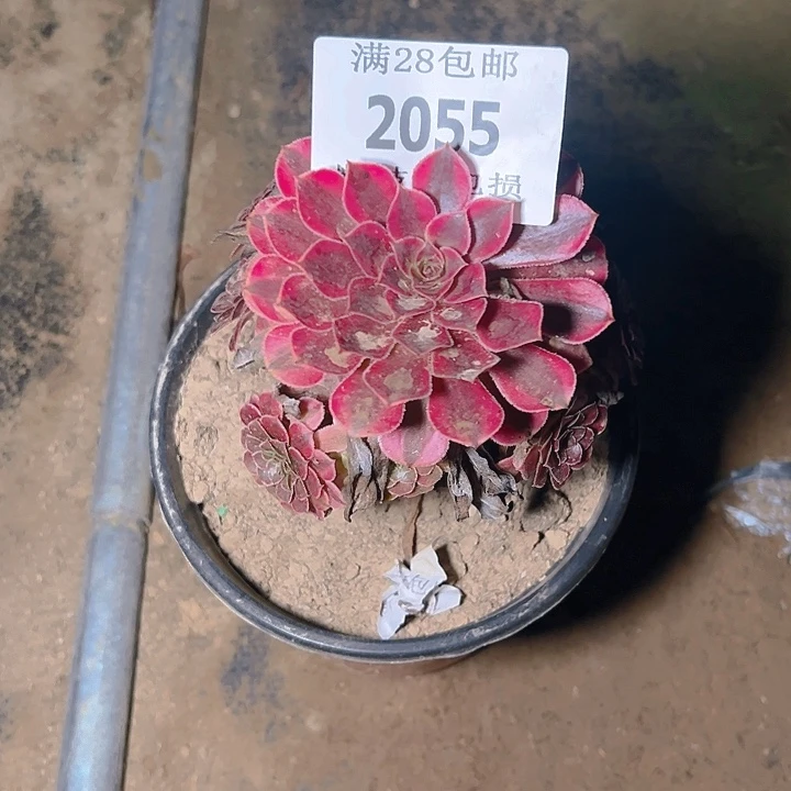 2055黑同白多肉植物