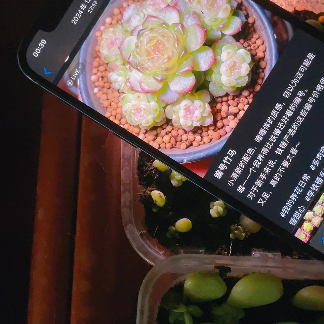竹马甜心芝麻苗一个满25包邮