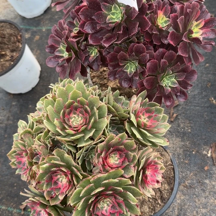 634金丝雀➕莲花座包邮。