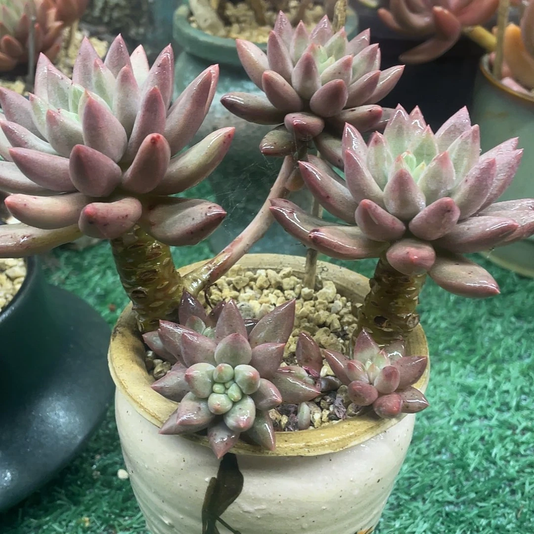 088一物一哟拍一拍