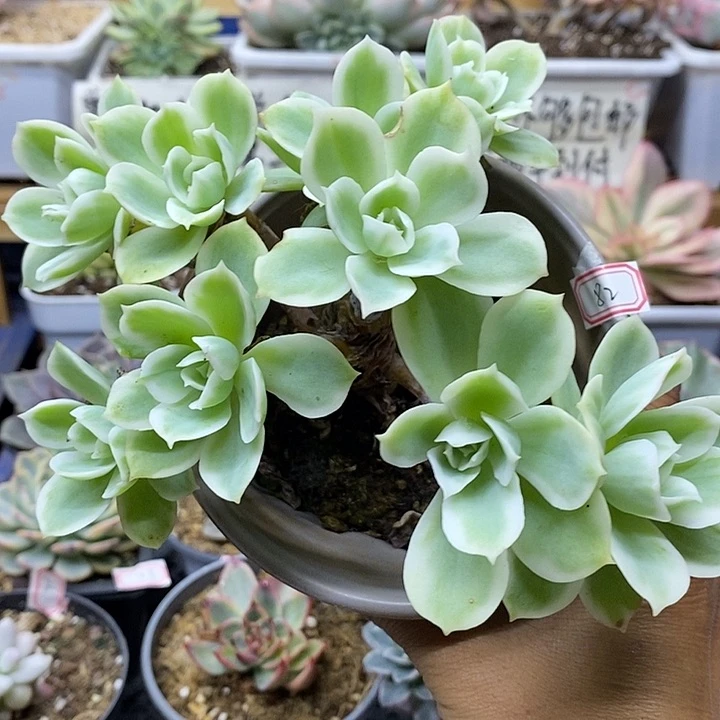 0382 老桩柠檬玫瑰锦自然群