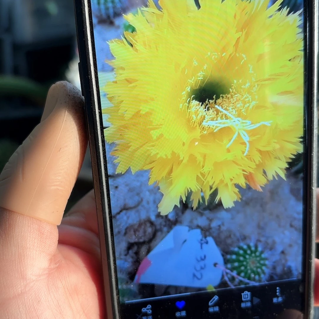 黄据齿毛20包邮仙人球侧牙26