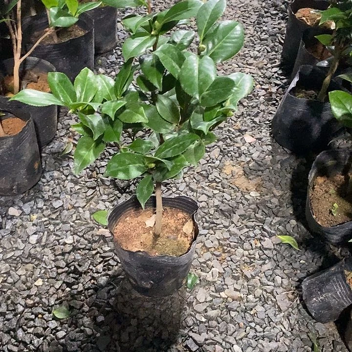 白瑞琪 高度40-45 无花朵