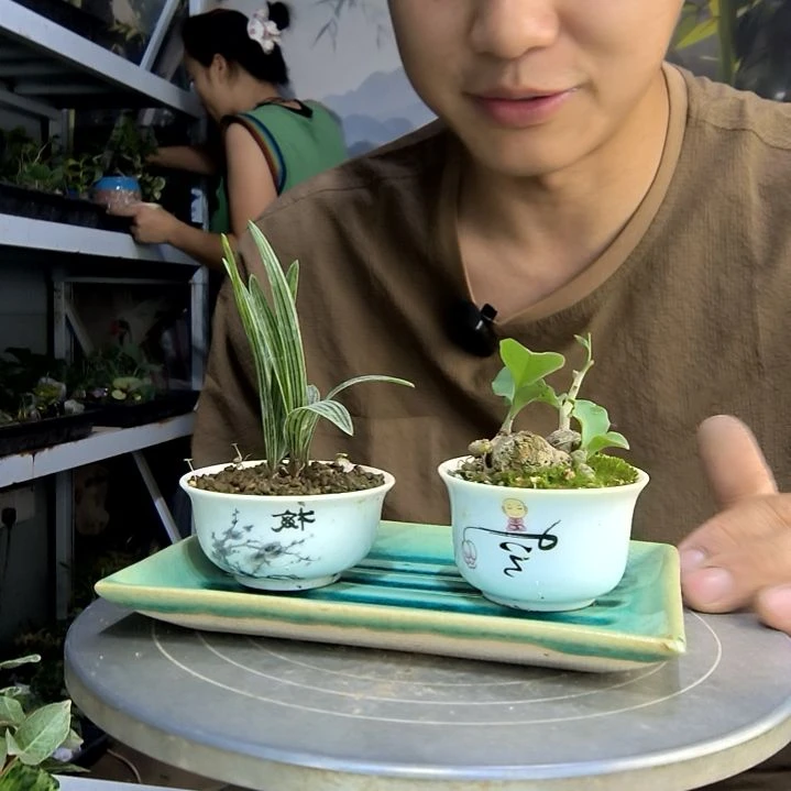 A***n中青园艺一物一拍258