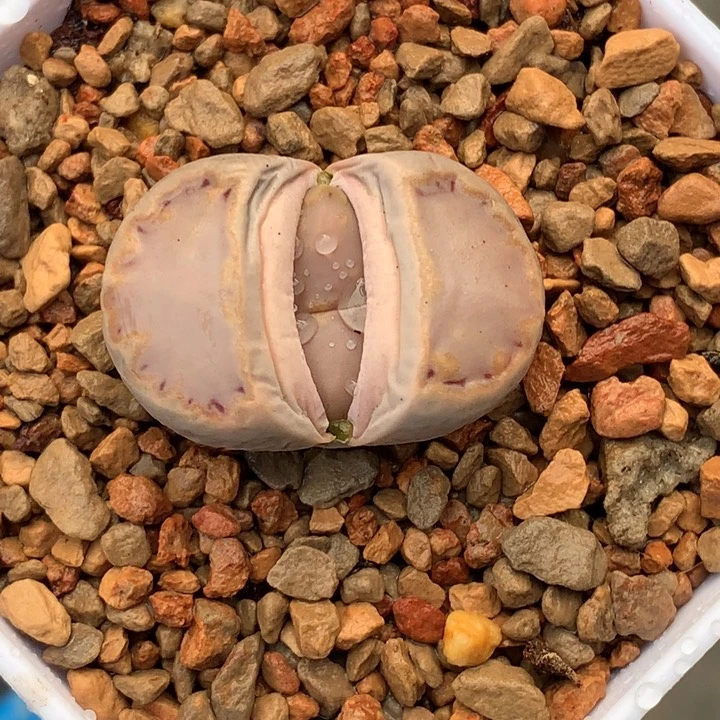 精品多肉植物全窗饼干