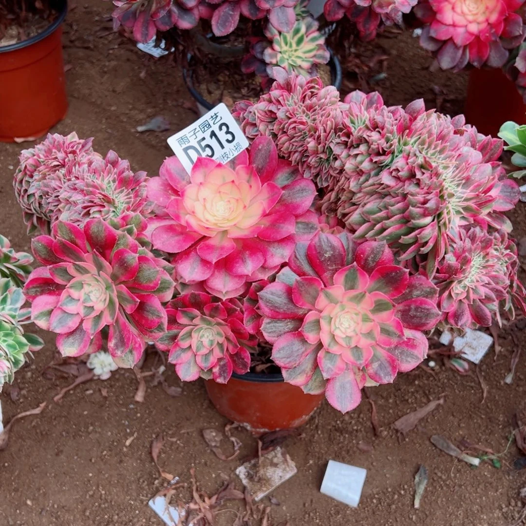 513倾城缀化雨子多肉植物