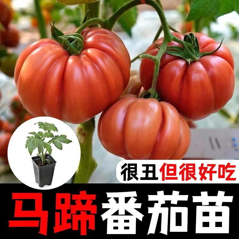 老品种马蹄大番茄种苗超甜高产巨型牛排番茄西红柿四季播蔬菜种籽