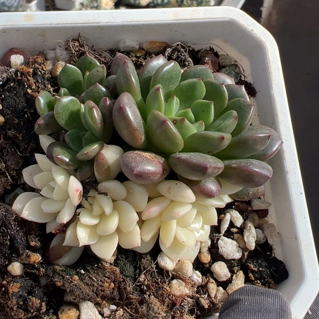 红宝石锦，阴阳锦。
