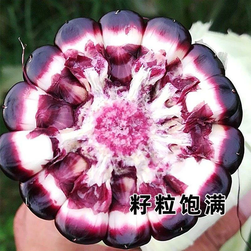 春季必种】正宗黑糯玉米种子黑珍珠东北黑玉米种子甜糯玉米种子无