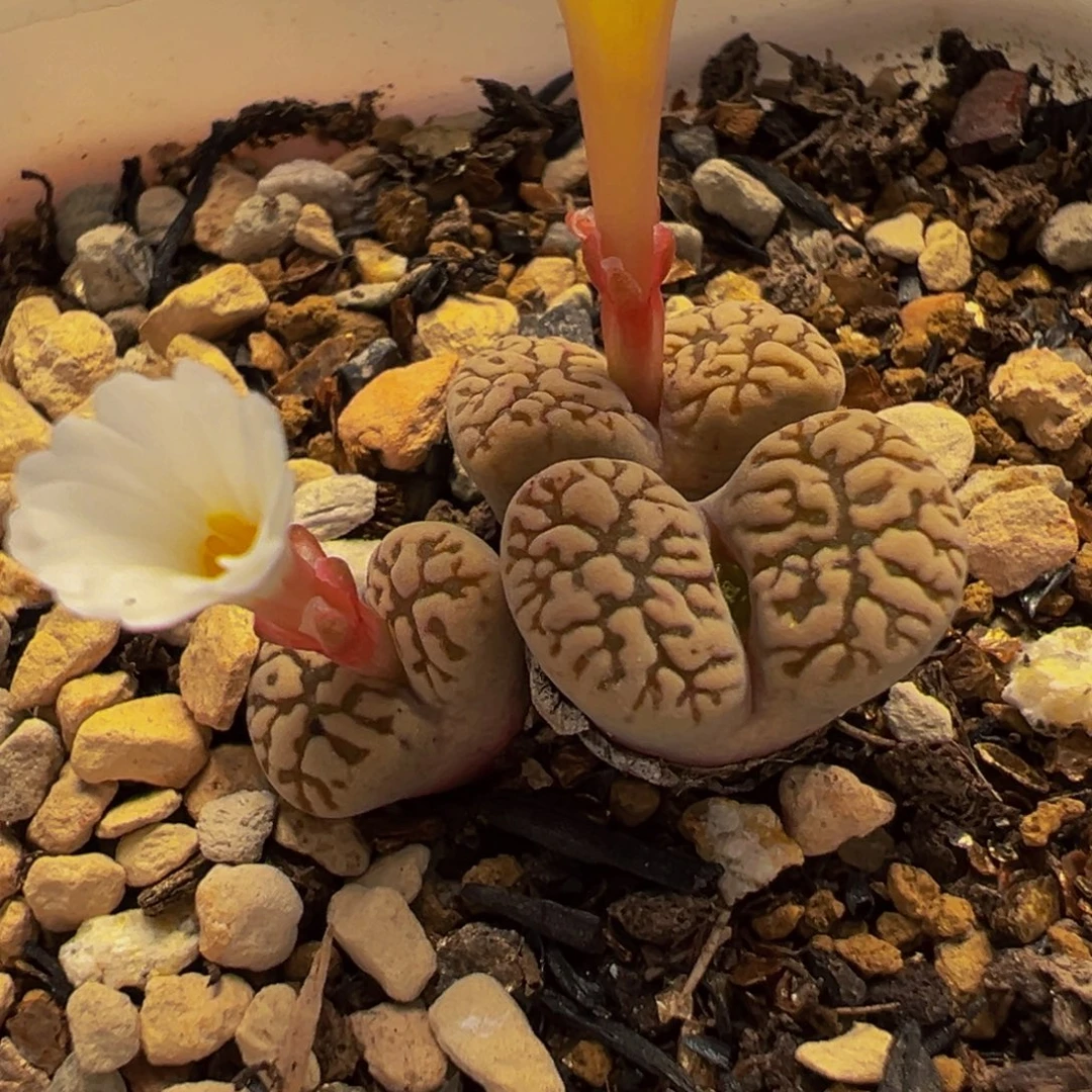 258多肉植物种类多样