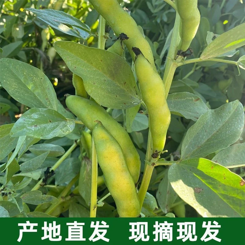 贵州现摘蚕豆农家自种新鲜罗汉豆胡豆带壳散装包邮发货