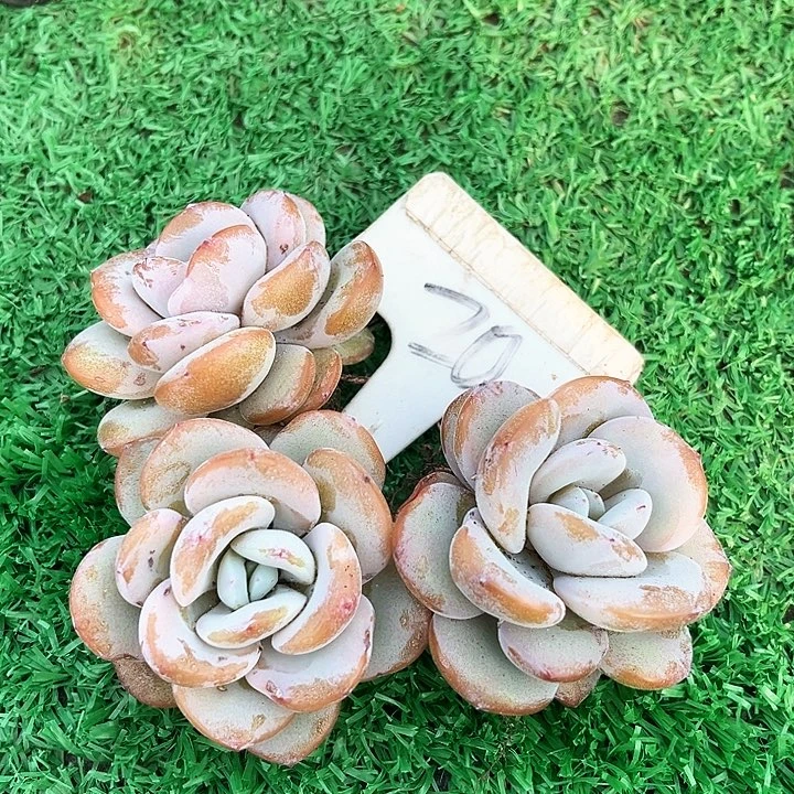 我是你的小可爱啊小可爱们都好棒