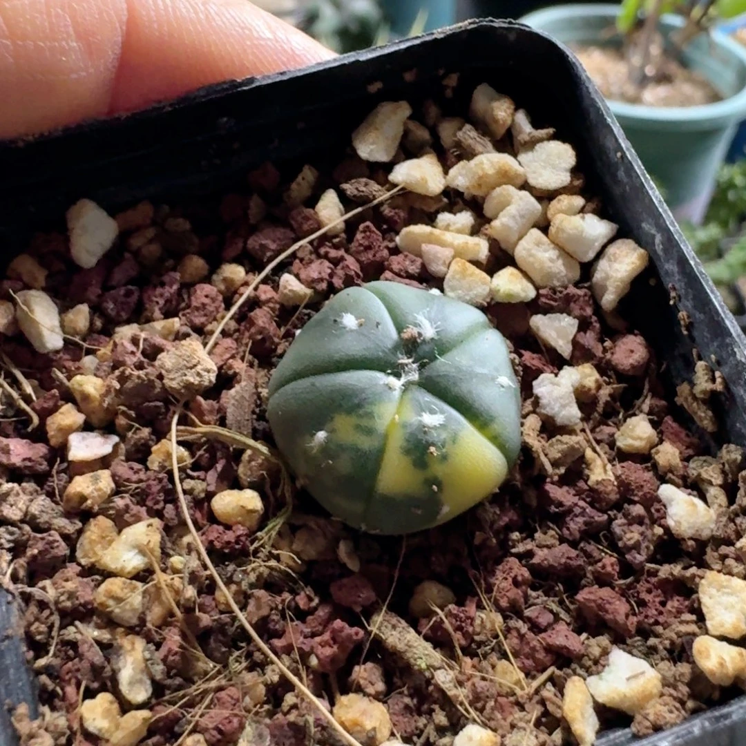 594鸾凤玉锦脱土发货