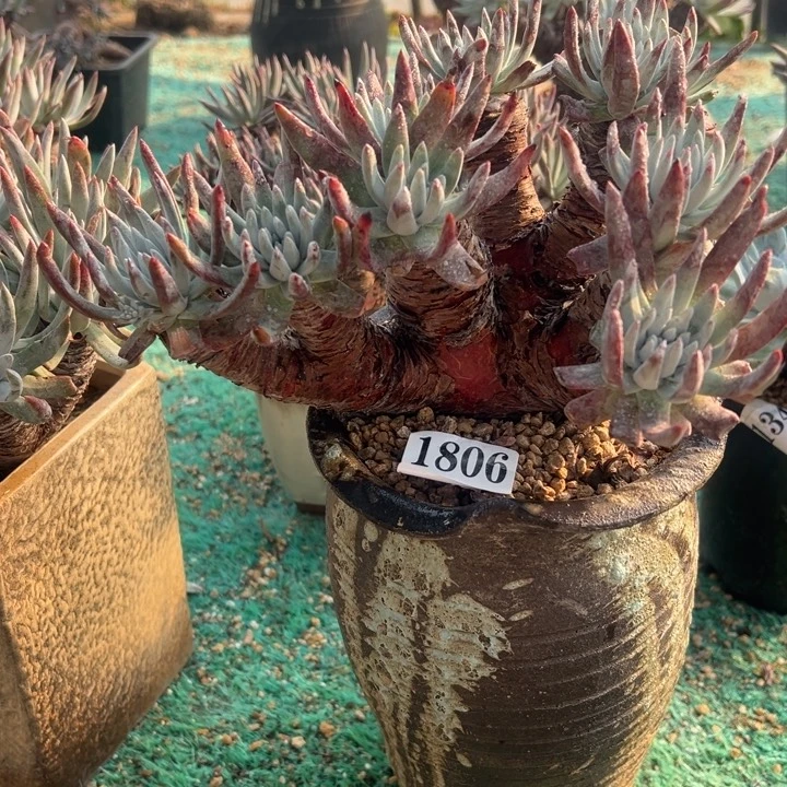 806号奥罗拉多肉植物