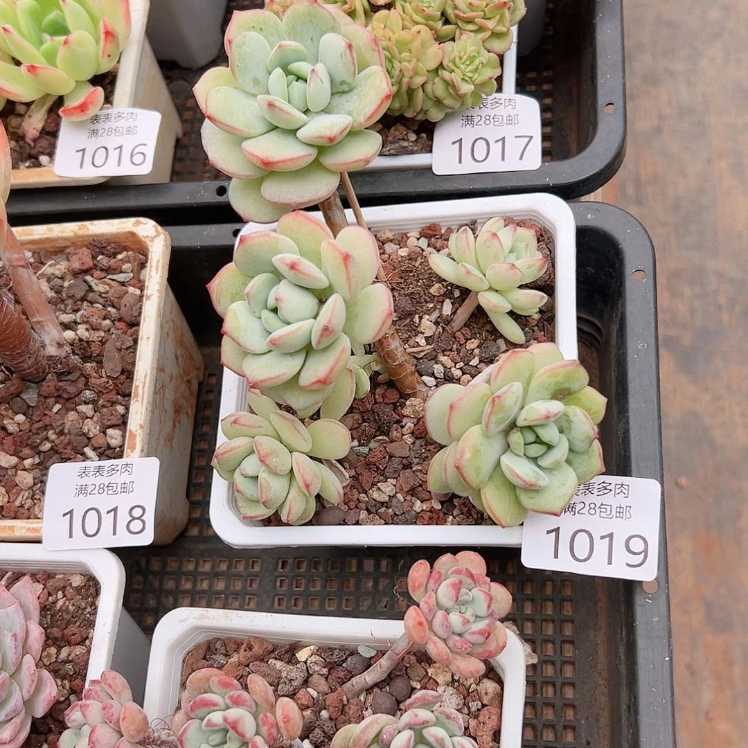 Z***o多肉一物一拍植物1019