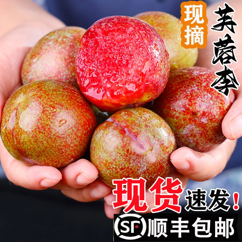【顺丰】福建正宗芙蓉李三华李红心李新鲜酸脆爽口孕妇水果3/5斤