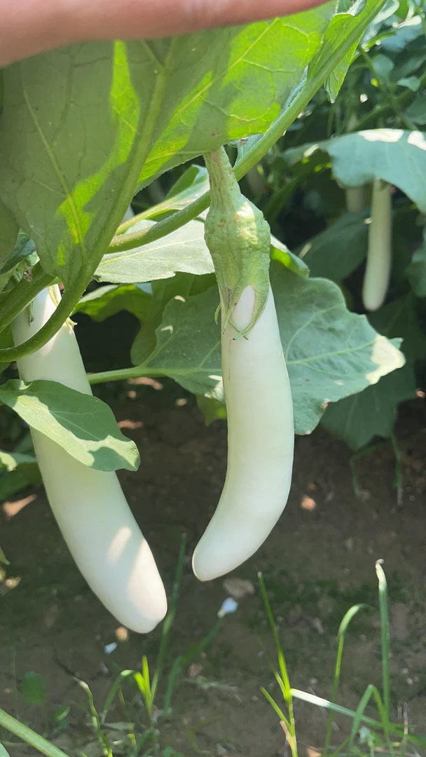 湖北特产长白茄子种现摘现发新鲜蔬菜2斤包邮