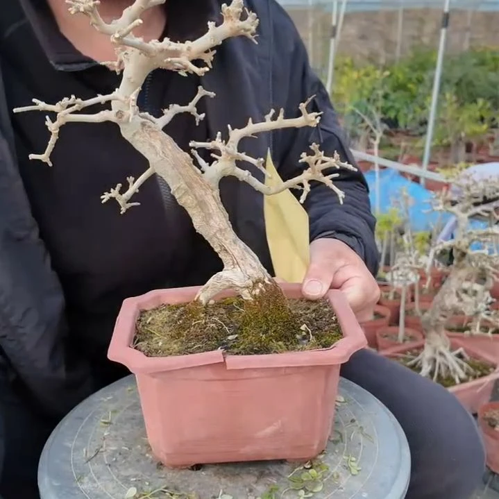 无花朵对节白蜡一盆