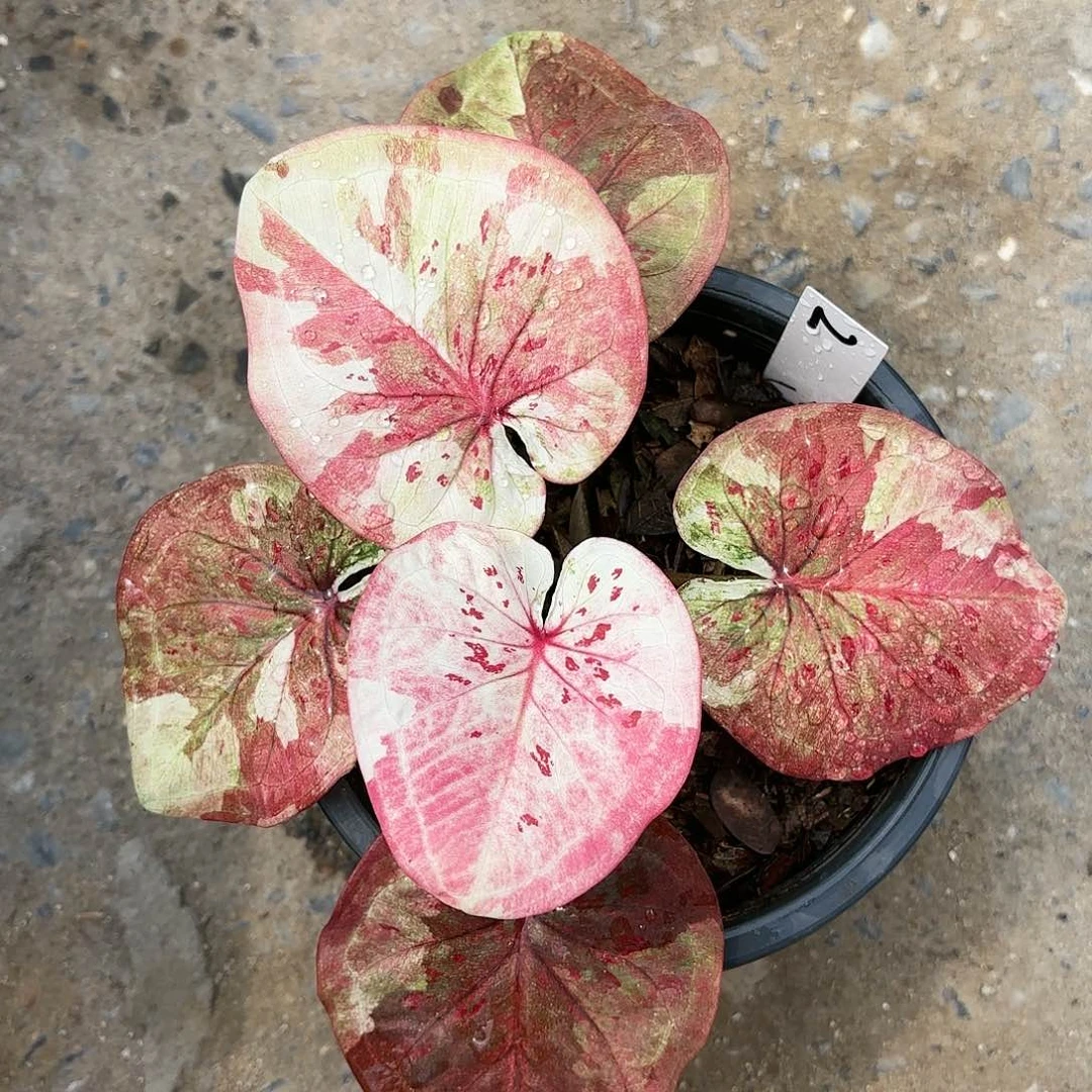 2-0122like a magic彩叶芋泰国发货