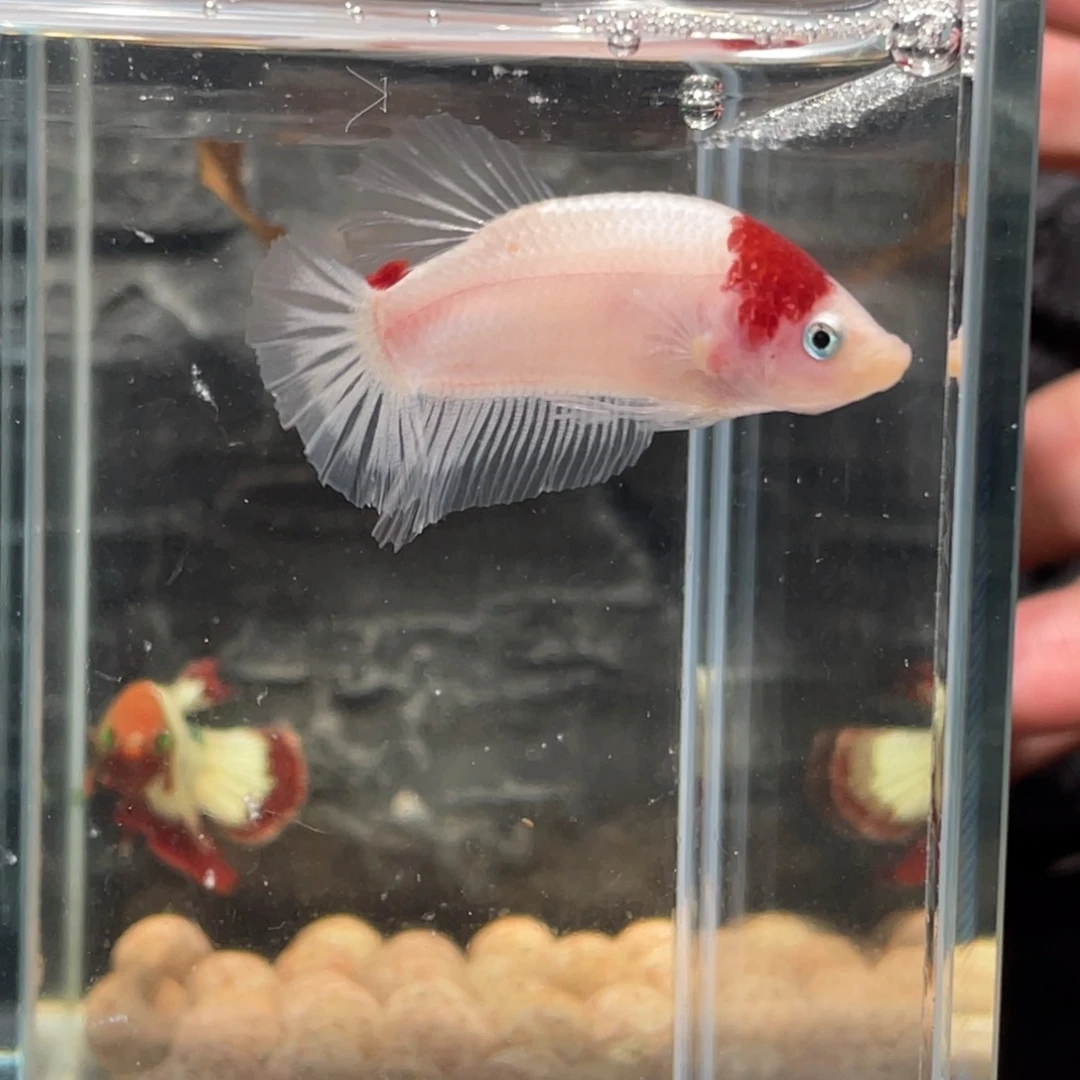 斗鱼小红帽koi将军公