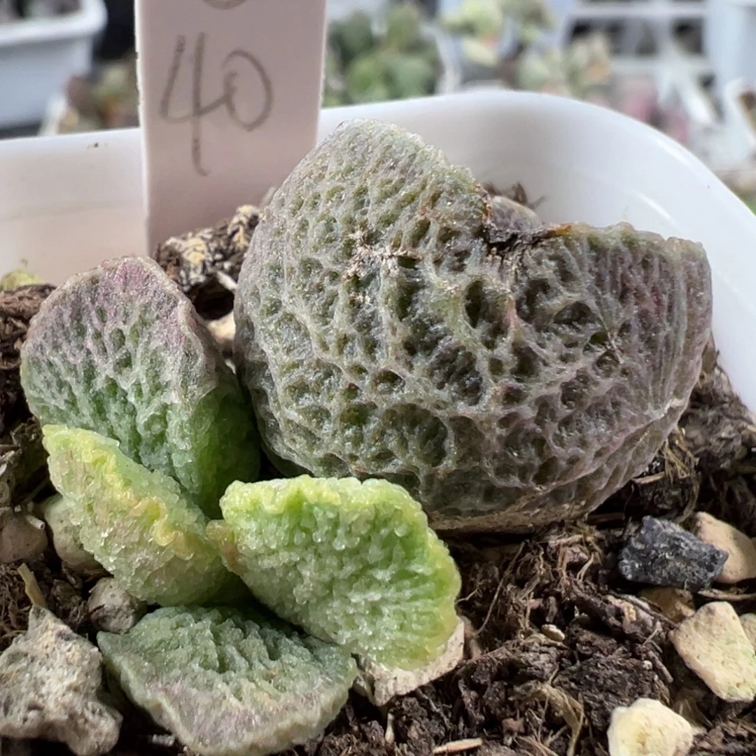 w网纹款实生新品多肉植物有干疤特价