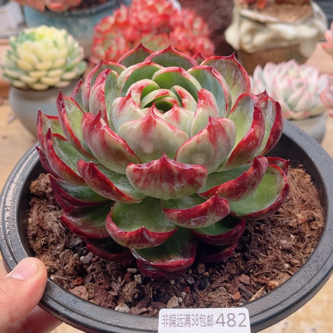 482惊鸿仙子德华