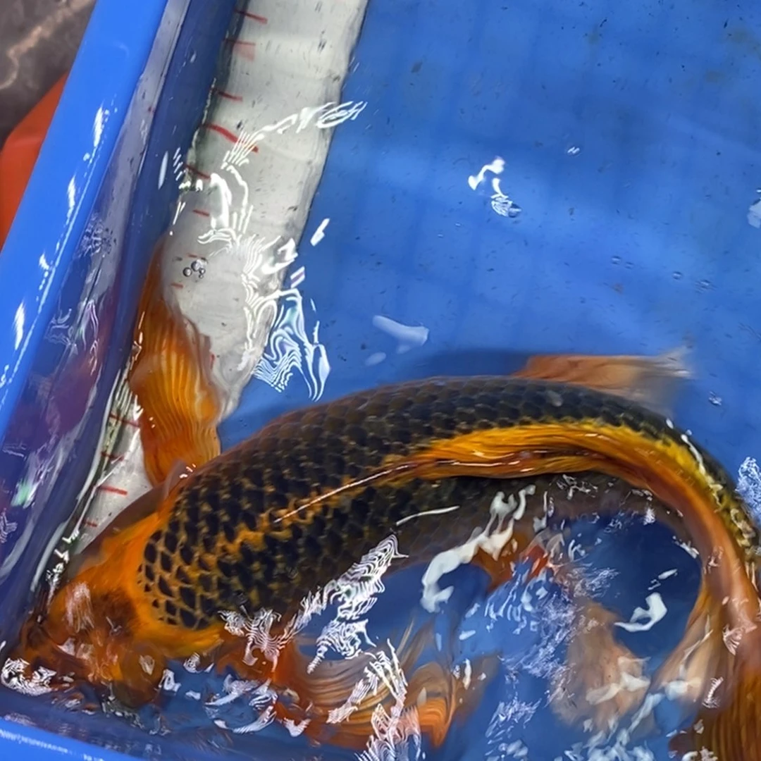 锦鲤冷水锦鲤包邮
