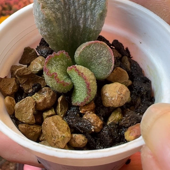 许***后可以说是我的最爱