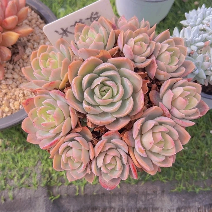 健健康康平平安安