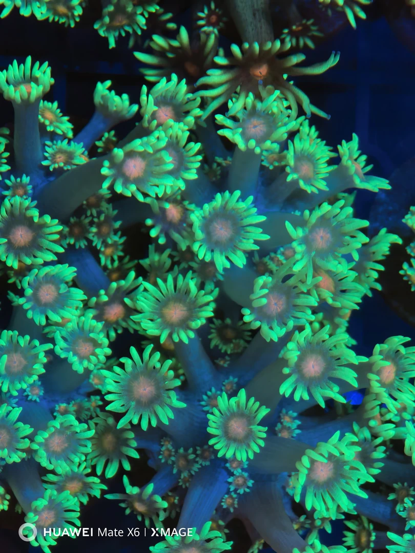 浩海海洋软体珊瑚一物一拍