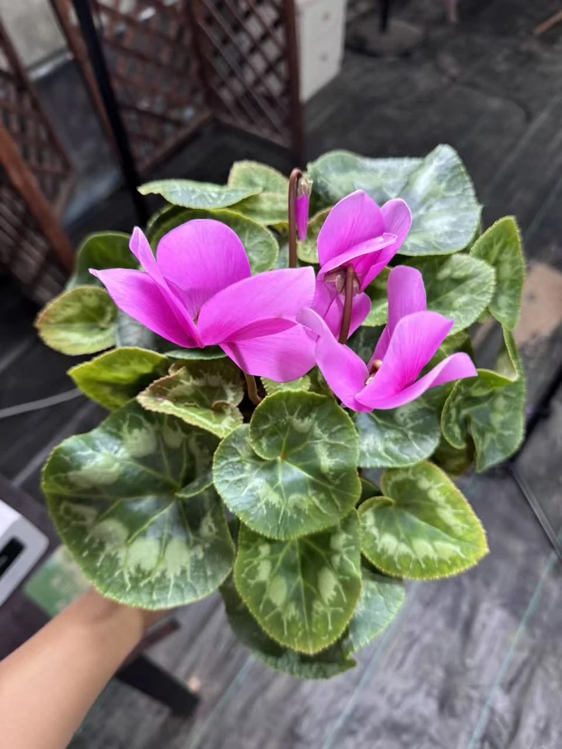 【中国紫】仙客来盆栽四季开花客厅阳台好养花卉